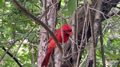 Male Cardinal stopped by