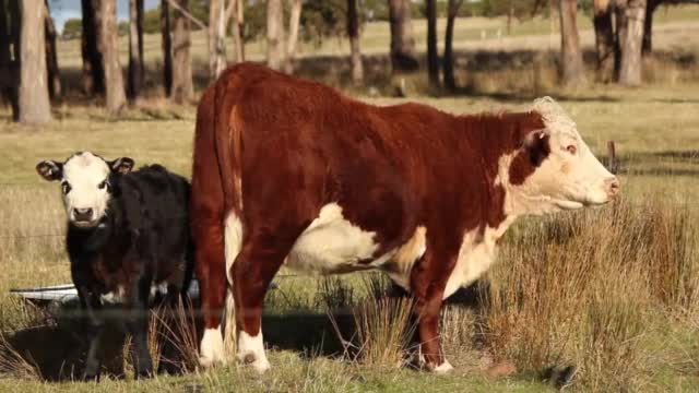 A little cow eats with its mother