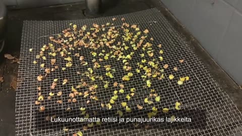 Juuresten säilöntä