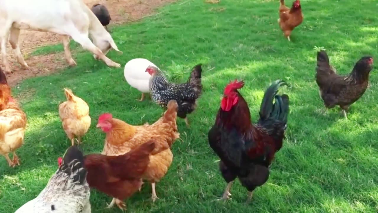 "This Rooster's Unbelievable Act Will Leave You in Shock!hat This Rooster Did