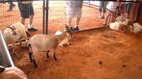 CUTE BABY GOATS SLEEPING & FEEDING