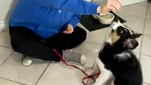 Dog TRAINING ACADEMY