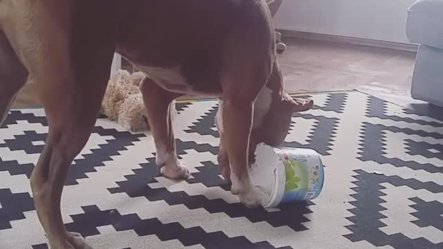 Brown dog on black and white carpet with cup stuck to foot