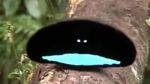 Pansi vidio