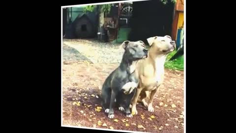 Смешные собаки 10 собака видео приколы
