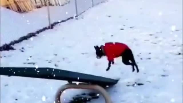 Try not to laughFunny videos pets shorts funnymemes dogs cats tiktok dogsandcats