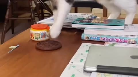 Funny cat videos