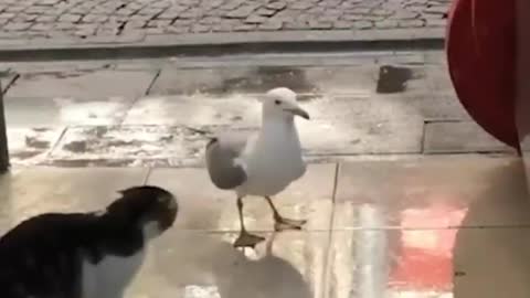 Funny animals #shorts #funnyvideo