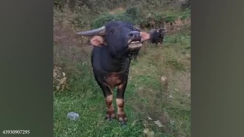 New Funny Animals Video 2024 | Best Funny Cats and Dogs