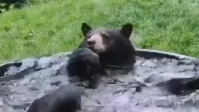 cute bear bathing