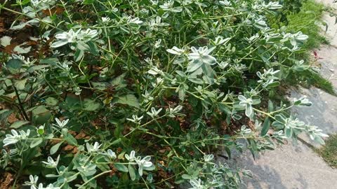 The leaves of this plant are turning white