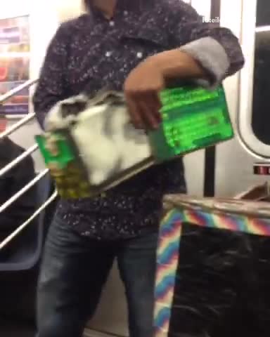 Guy in black shirt pulls bunny from box