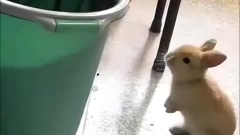 Cat funny videos