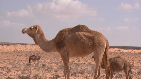 The dromedary