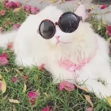 Insolente gato mira con mucho estilo