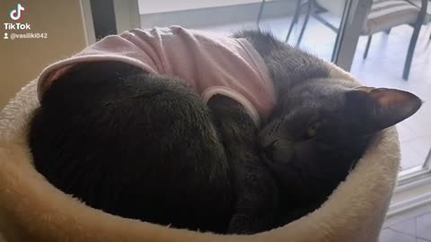 Little kitty takes a comfo nap