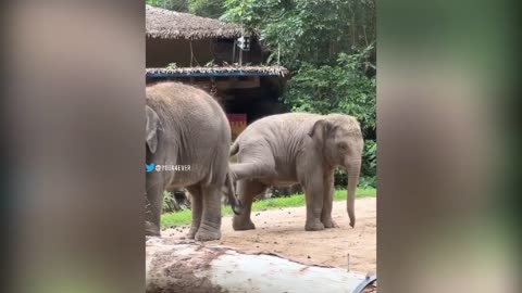 Elephant Fun