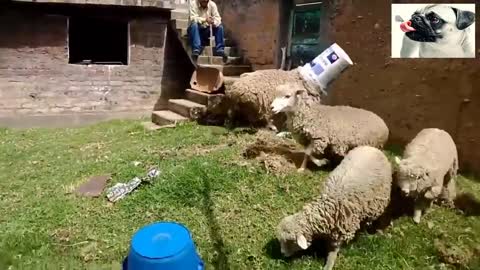 Hysteric sheep attacking people