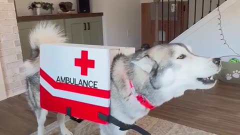 My sister’s husky has a fantastic costume this year