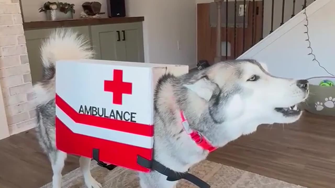 My sister’s husky has a fantastic costume this year
