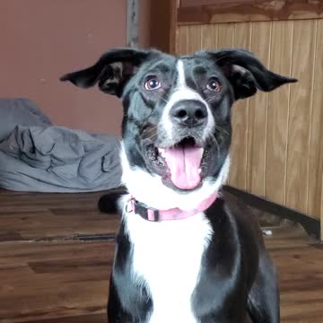 Great Dane Mix Lives For Fetch