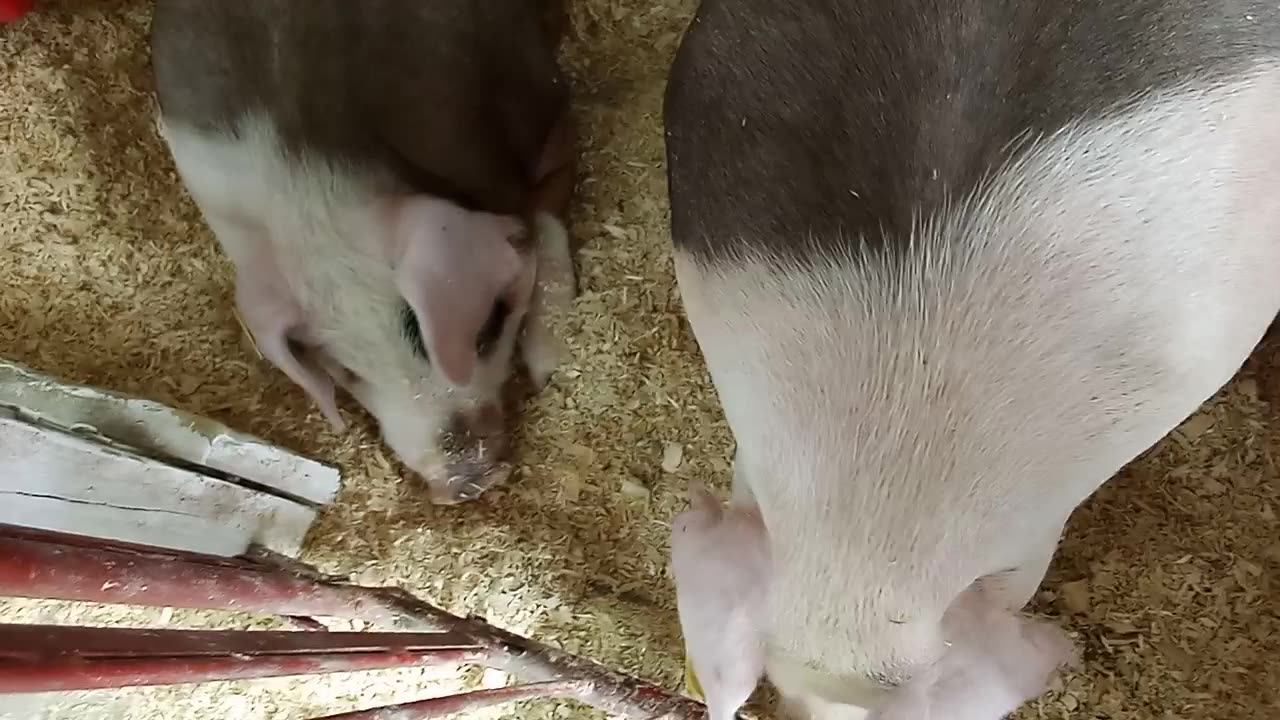 KENOSHA COUNTY FAIIR PIGGIES 8/17/24 VIDEO 4