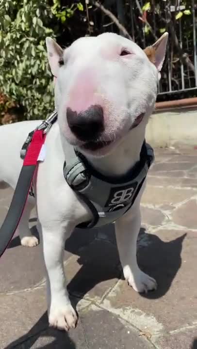 Ultimate Baby Dogs|Cute and Funny Dog Videos Compilation|#shorts#dog#