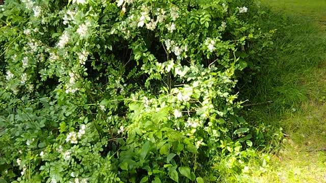 Multiflora Rose