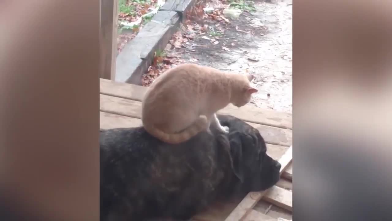 Funny Cat Video #1