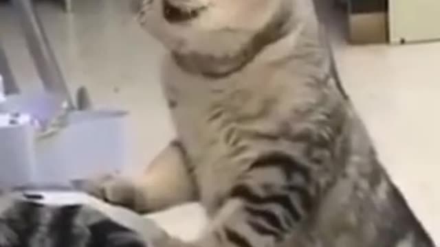 funny cat try not to laugh #funny #cat