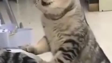 funny cat try not to laugh #funny #cat