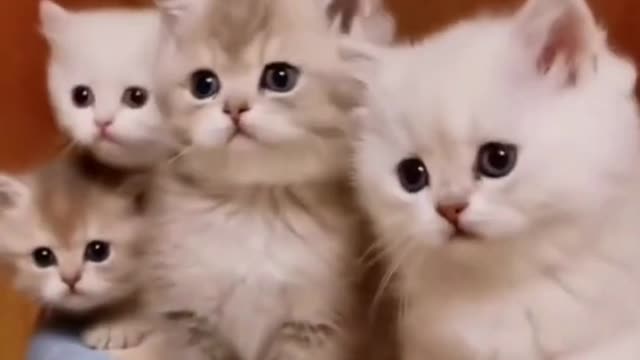 Comedy Animal video - funny video 2022