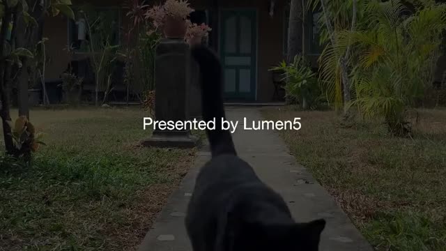 Cat Model Walk
