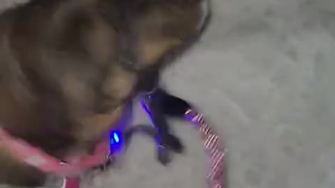 Dog Plows Head Through Snow While Out On Walk