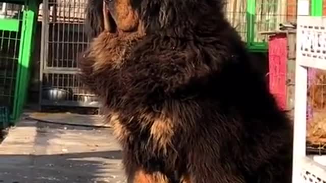 Chines mastiff dog