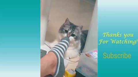 Cute Pets And Funny Animals Compilation