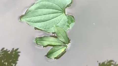 Two leaves in the water