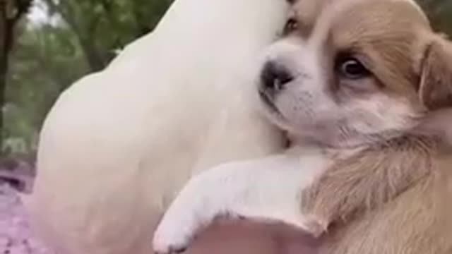 Dog And Duck Are Inseparable Best Friends