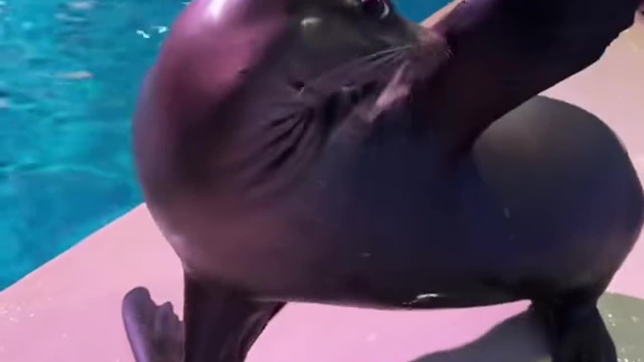 Sea Lion Steals The Show ❤️❤️