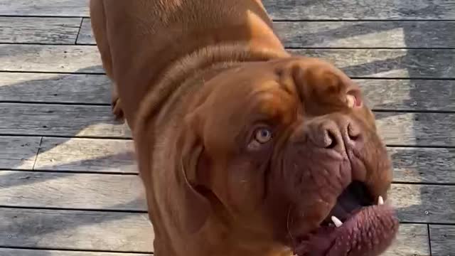 Angry pup objects to the idea of being brushed