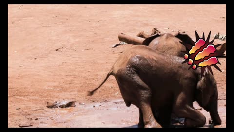 Cutest funny baby elephant 😊