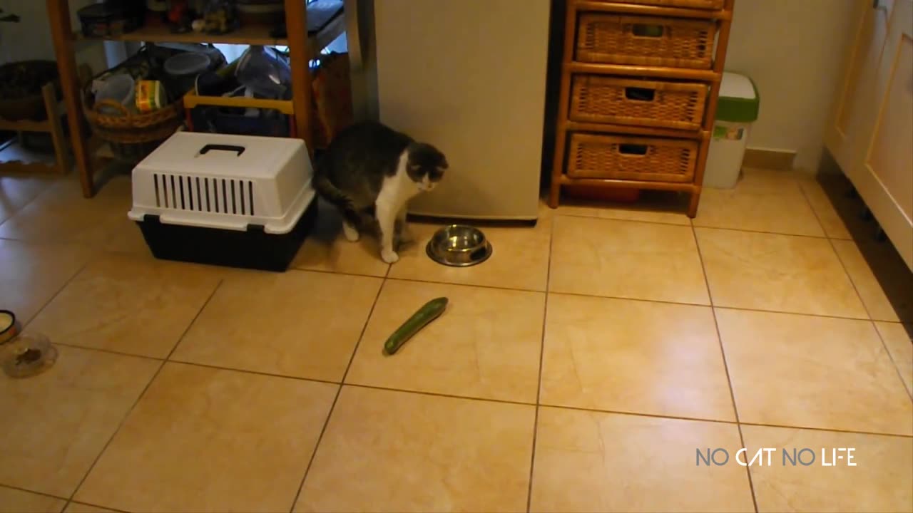 Funniest Cats and Cucumbers - Awesome Funny Pet Videos