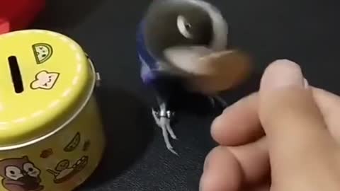 A cute smart parrot