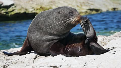 Sea lion