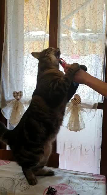 Talented and intelligent cat looks how she catch her food