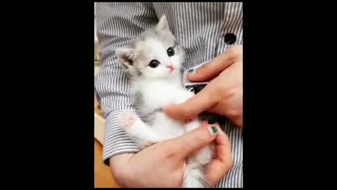 Petting a Small Snow Kitten