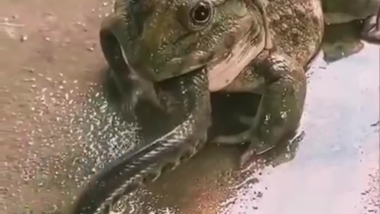 News Break: Frog eating a Snake