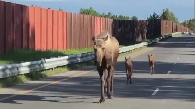 Moose family