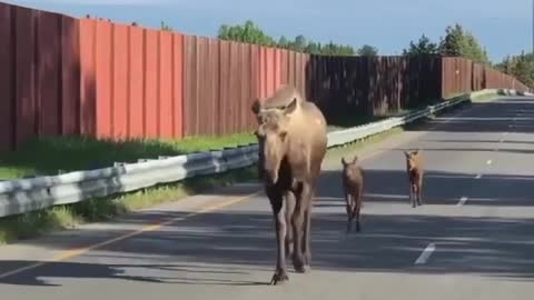 Moose family