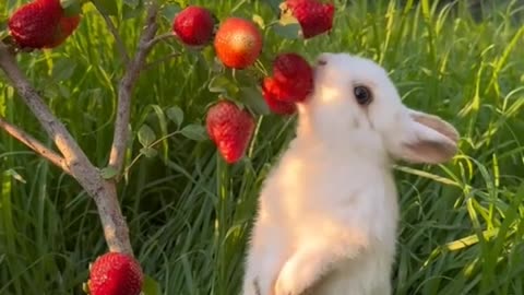 Cute Rabit eat Strabry | so cute 😍😍